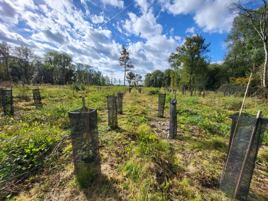nouvelles plantations au bois de Maillance