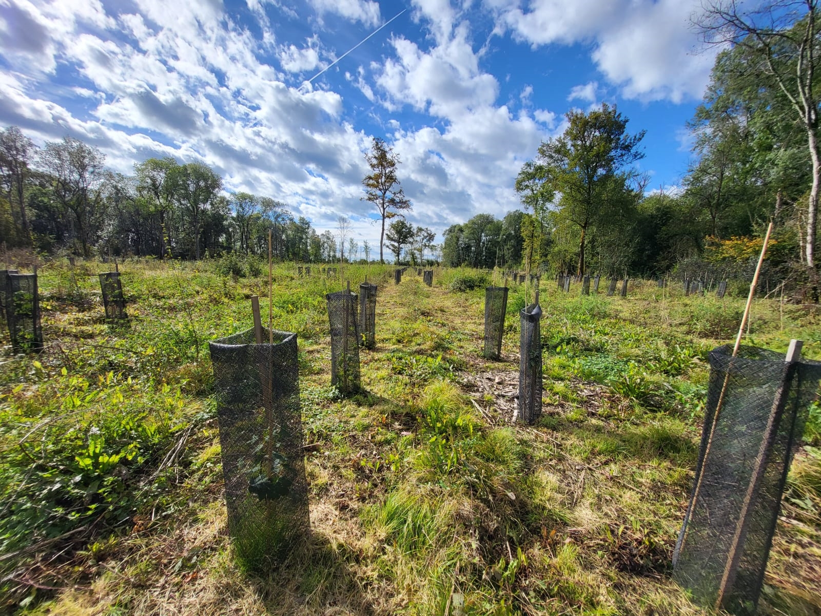 nouvelles plantations au bois de Maillance